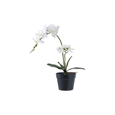 Orchid